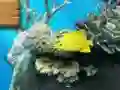 Mäng Big fish eats small Internetis