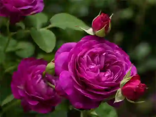 Mäng Purple Roses Internetis