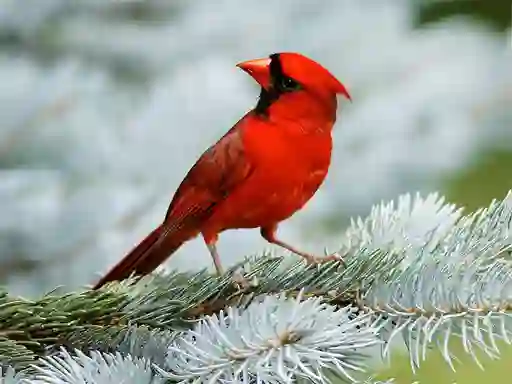 Mäng Birds Puzzle Internetis