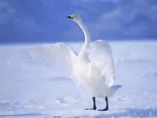Mäng Graceful Swans Internetis