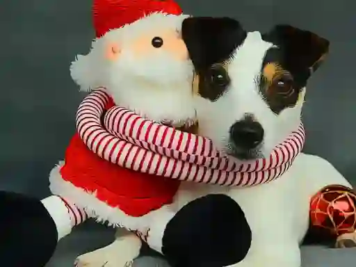 Mäng Funny Christmas Dogs Internetis