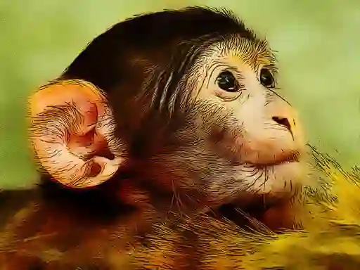 Mäng Funny Baby Monkey Internetis