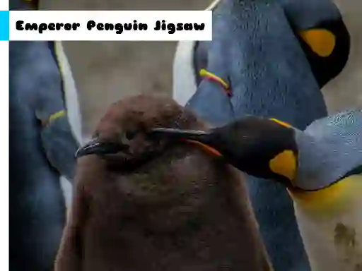 Mäng Emperor Penguin Jigsaw Internetis