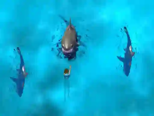Mäng Avoid the Sharks Internetis