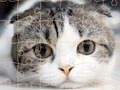 Mäng Kasside puzzle aeg  Internetis