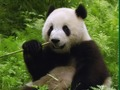 Mäng Pandade mõistatus  Internetis