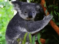 Mäng Armas beebi Koala karu  Internetis
