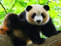 Mäng Armas beebipanda  Internetis