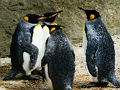 Mäng King Penguin Pusle  Internetis