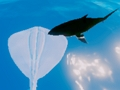 Mäng Stingrays surfamine  Internetis