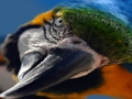 Mäng Linnu Pusle  Internetis