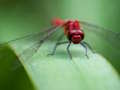 Mäng Dragon Fly pusle  Internetis