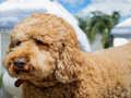 Mäng Labradoodle'i mõistatus  Internetis