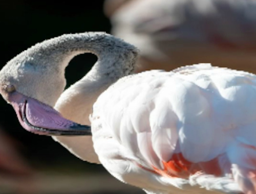 Mäng Flamingo linnu pusle  Internetis