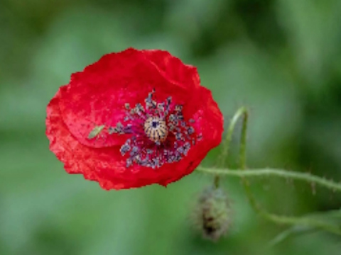 Mäng Poppy Nature Flower Jigsaw  Internetis